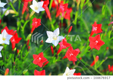 紅白條紋草（Rukosou） 108676917