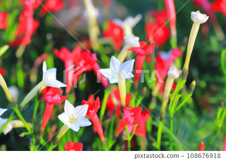 Red and white striped grass (Rukosou) Red and white striped grass (Rukosou) 108676918