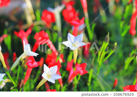 Red and white striped grass (Rukosou) Red and white striped grass (Rukosou) 108676920