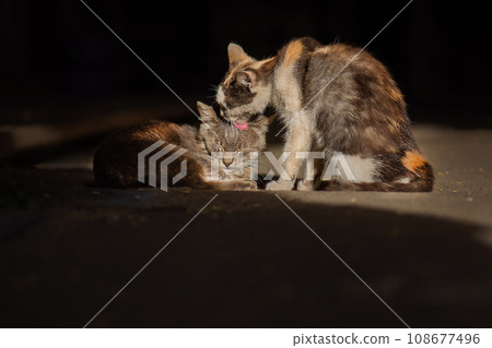 Two homeless cats touchingly care for each other and lick each other. Touching pair of homeless wild sad cats. 108677496