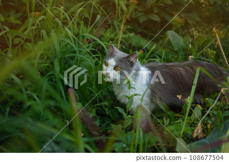 Need for pets to be outdoors in the garden. Adorable cat in the garden free to roam. Need for pets to be outdoors in the garden. Adorable cat in the garden free to roam. 108677504
