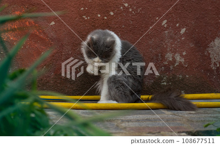 Beautiful cat portrait relax and licking the foot for cleaning. Grey cat licking his paw. 108677511