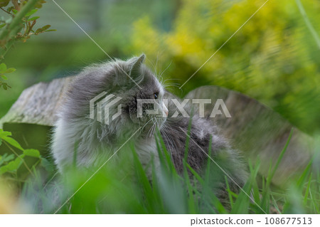 Cat friendly garden including safe non poisonous garden plants Cat friendly garden including safe non poisonous garden plants 108677513