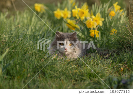 Risks of letting cat out in the garden. Risks of letting cat out in the garden. 108677515