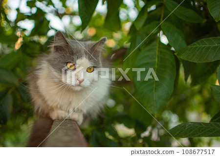 Adorable young cat sits on the fence. Fluffy cat with dense wool is sitting on the fence. Adorable young cat sits on the fence. Fluffy cat with dense wool is sitting on the fence. 108677517