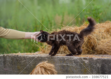 Risks of letting cat out  in the garden. 108677521