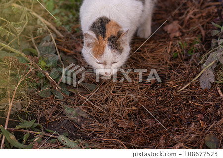 Risks of letting cat out in the garden. Risks of letting cat out in the garden. 108677523