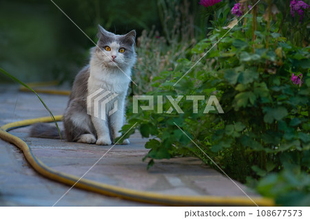 Cute dirty cat plays in the yard. 108677573