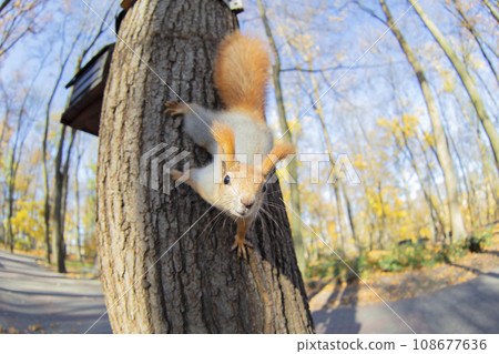 Squirrel on a tree in a natural habitat Squirrel on a tree in a natural habitat 108677636
