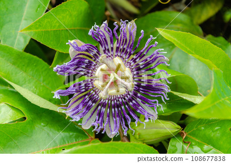 Passiflora Flower (Krishnakamal) 108677838
