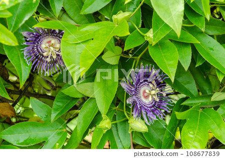 Passiflora Flower (Krishnakamal) Passiflora Flower (Krishnakamal) 108677839