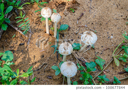 Chlorophyllum molybdites mushrooms 108677844
