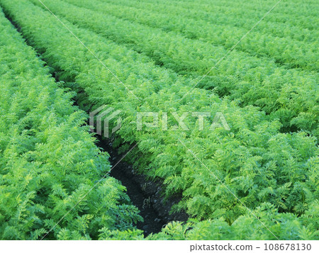 Carrot field 108678130