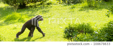 Monkey in Motion - chimpanzee o n green meadow Monkey in Motion - chimpanzee o n green meadow 108678633