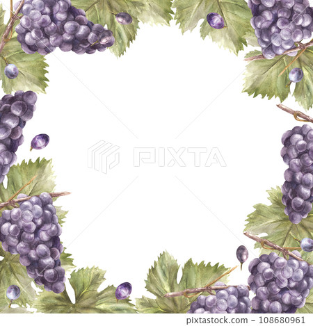 Watercolor square frame bunch of blue grapes, leaves and berry. Grapevine label hand painted illustration Design of card, wine list, invitation, restaurant, bar printing. Isolated on white background Watercolor square frame bunch of blue grapes, leaves and berry. Grapevine label hand painted illustration Design of card, wine list, invitation, restaurant, bar printing. Isolated on white background 108680961