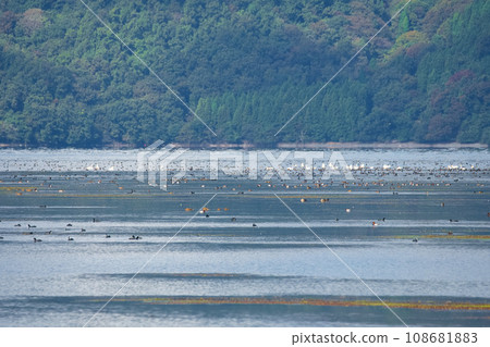 Tundra swans and ducks resting off the coast of Lake Biwa in the early morning Tundra swans and ducks resting off the coast of Lake Biwa in the early morning 108681883