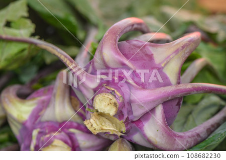 fresh blue kohlrabi at local market 1 fresh blue kohlrabi at local market 1 108682230
