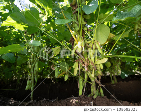 毛豆的培育 毛豆的培育 108682325