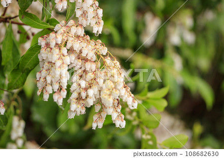Flowers of the pine tree blooming in the forest in early spring Flowers of the pine tree blooming in the forest in early spring 108682630