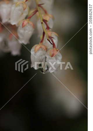 初春的森林裡，被雨水打濕的花朵盛開 108682637