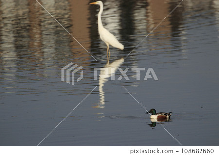 早春池塘裡的水鳥:白鷺與鴨子 早春池塘裡的水鳥:白鷺與鴨子 108682660