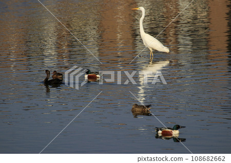 早春池塘裡的水鳥：白鷺與鴨子 108682662