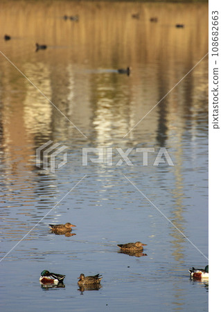 A flock of ducks, waterfowl in the early spring pond 108682663