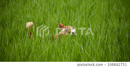 Adorable Happy Welsh Corgi Pembroke dog playing in green grass at the spring field 108682751