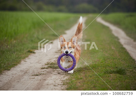 Adorable Happy Welsh Corgi Pembroke dog playing with puller in the spring field Adorable Happy Welsh Corgi Pembroke dog playing with puller in the spring field 108682759