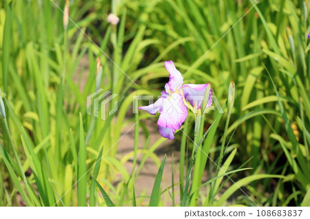 日本鳶尾花東鹿花 日本鳶尾花東鹿花 108683837