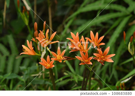 在六甲明亮的森林邊緣,可以看到一簇簇美麗的橙色花朵的狐尾草。 在六甲明亮的森林邊緣,可以看到一簇簇美麗的橙色花朵的狐尾草。 108683880