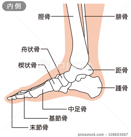 腳的骨骼圖，右腳內側 108683887