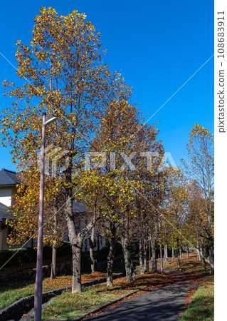 Autumn deepens on the promenade in Nara city. Plane trees on the promenade shine yellow leaves in the morning sun➂ 108683911