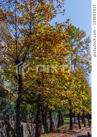Autumn deepens on the promenade in Nara city. Rows of plane trees with yellow leaves shining in the backlight ① Autumn deepens on the promenade in Nara city. Rows of plane trees with yellow leaves shining in the backlight ① 108683913