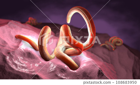 Single twisted nematode inside intestine on a black background - 3d illustration Single twisted nematode inside intestine on a black background - 3d illustration 108683950