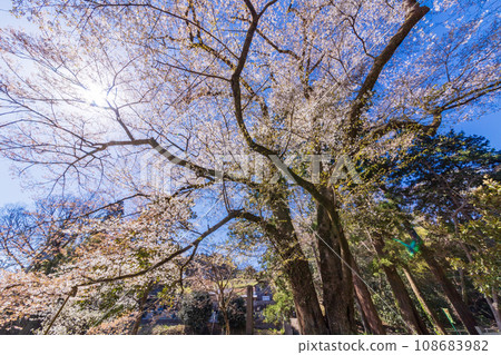 (靜岡縣三島市)日蓮宗妙法華寺的孤櫻(山櫻) (靜岡縣三島市)日蓮宗妙法華寺的孤櫻(山櫻) 108683982
