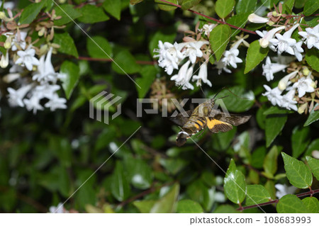 星翅天蛾,天蛾,蜂鳥,飛蛾,懸浮在半空中 星翅天蛾,天蛾,蜂鳥,飛蛾,懸浮在半空中 108683993
