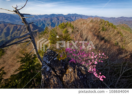 The mountain range of Okuchichibu seen from the summit of Mt. Ryokami where red palm azaleas bloom 108684004