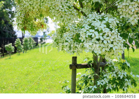 Tokiwa Yamabashi's flower 108684058