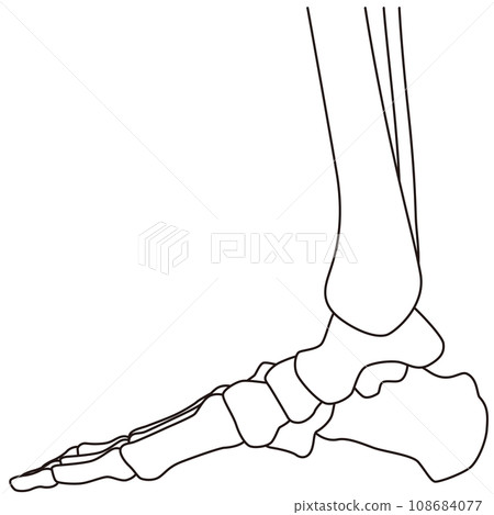 Skeletal diagram of the foot, inside of the right foot 108684077