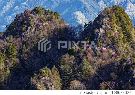 赤岩嶺的岩石山峰，早春時節，兩神山頂上盛開著紅棕櫚杜鵑花。 108684322