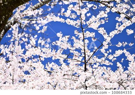閃耀在藍天的櫻花 108684333