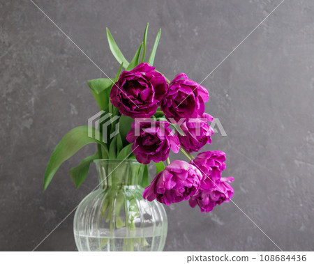 bouquet of gray red lilac tulips in glass vase on dark background. flower bouquet in vase on table 108684436