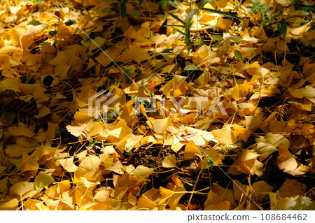 森林裡的落葉。銀杏葉像地毯一樣鋪在地上。 11 月，秋意漸深，攝於神戶市森林植物園。 108684462