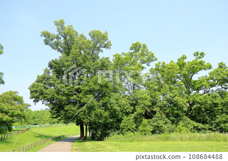 Refreshing summer park Enoki Oki Refreshing summer park Enoki Oki 108684488
