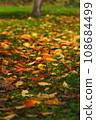 落葉在公園裡 108684499