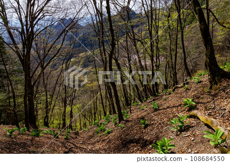 兩神山和清瀧小屋附近的新鮮綠色森林 108684550