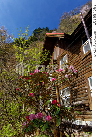 Ryokamiyama/Kiyotaki Hut in spring with rhododendrons blooming Ryokamiyama/Kiyotaki Hut in spring with rhododendrons blooming 108684568