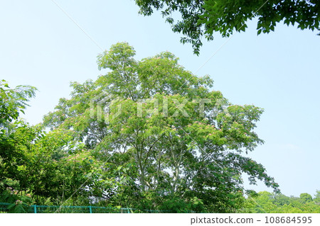 花朵盛開的清涼夏日公園 花朵盛開的清涼夏日公園 108684595