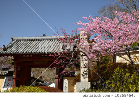 觀心寺（山門、垂梅）【大阪府川內長野市】 108684643